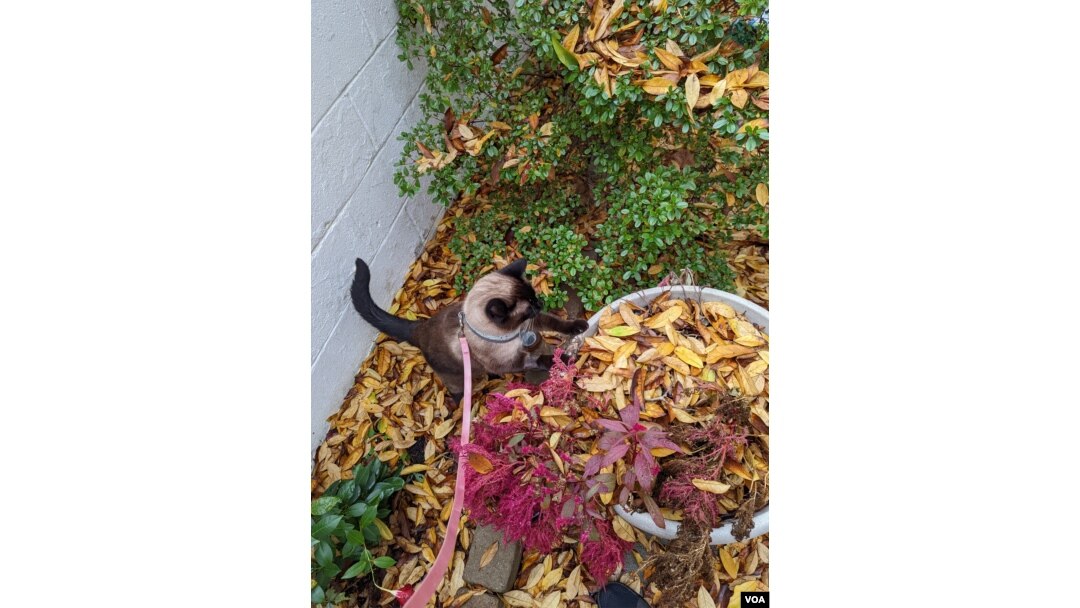 Siamese cat with leash in leaves.