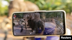 FILE - Baby elephant Pangmaemae Plainamo, along with her mother and a mahout, are live-streamed on social media at Ban Ta Klang village in Surin, Thailand April 8, 2022.