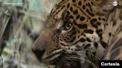 Jaguar boliviano en peligro por el tráfico ilegal que impacta a la especie. [Cortesía]