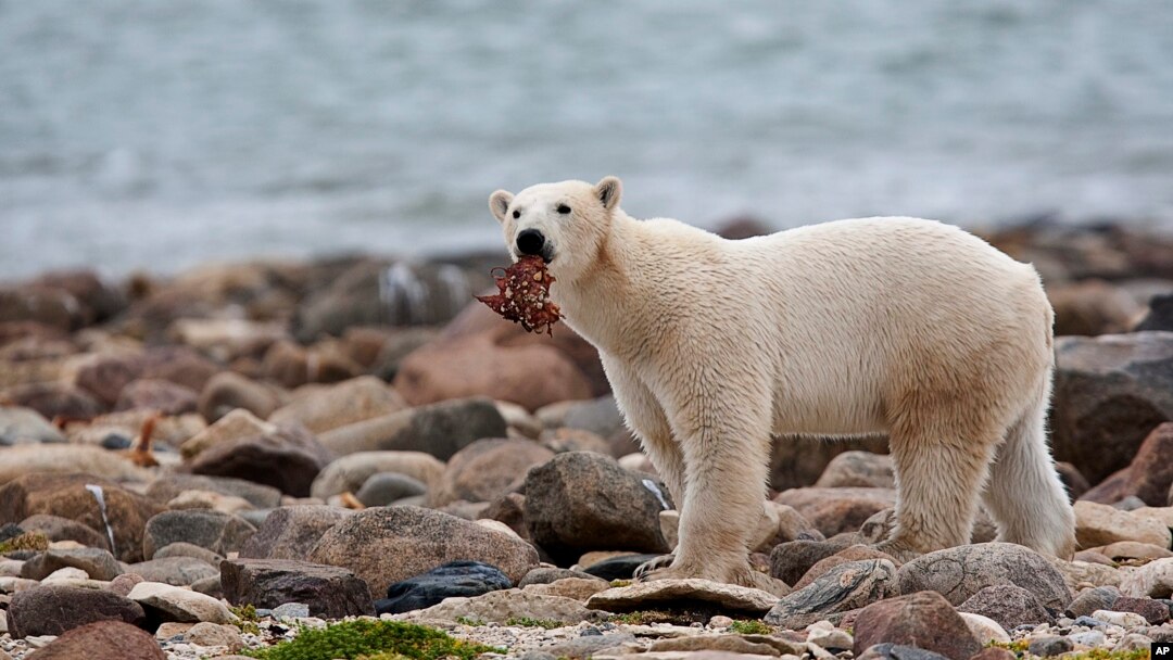 FILE - A polar bear eats whale meat as it walks along the shore of Hudson Bay near Churchill, Manitoba, Aug. 23, 2010. With Arctic sea ice shrinking, polar bears have to shift their diets to land during parts of the summer. (Sean Kilpatrick/The Canadian Press via AP, File)