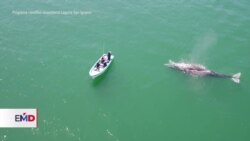 Aumenta la población de ballenas grises en costas mexicanas