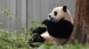 Los osos pandas gigantes en cuidado del Zoológico Nacional de Washington volverán a China a finales de este año. Uno de los osos juega dentro del recinto donde habita en Washington. [Foto: Tomás Guevara / VOA]