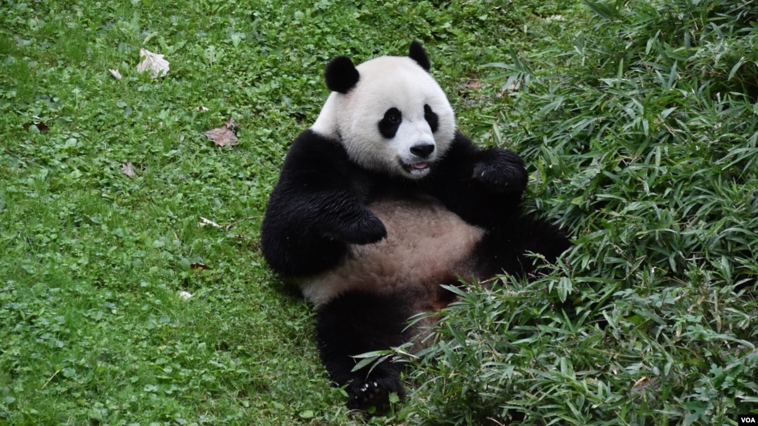 Los osos pandas gigantes en cuidado del Zoológico Nacional de Washington volverán a China a finales de este año. Uno de los osos juega dentro del recinto donde habita en Washington. [Foto: Tomás Guevara / VOA]