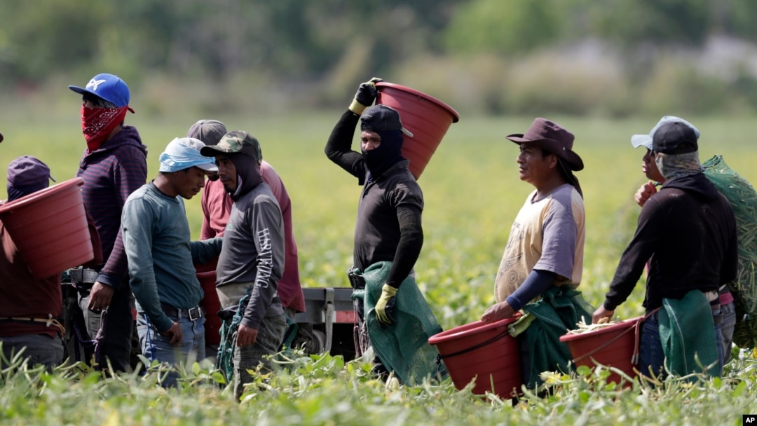 Un estudio del Instituto de Impuestos y Política Económica revela que los inmigrantes sin estatus legal en EEUU generan importantes ingresos fiscales.
