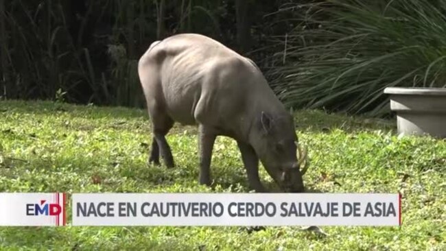 Zoológico de Miami celebra nacimiento en cautiverio de babirusa 