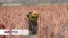 Yessica Yana, una aimara boliviana que inspira desde el campo y la tecnología