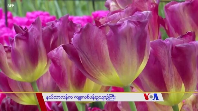 နယ်သာလန်က ကျူးလစ်ပန်းဥယျာဉ်ကြီး “ကမ္ဘာတလွှား ခရီးသွား”