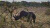 Cross Border Syndicates Implicated in Surge in Rhino Poaching 