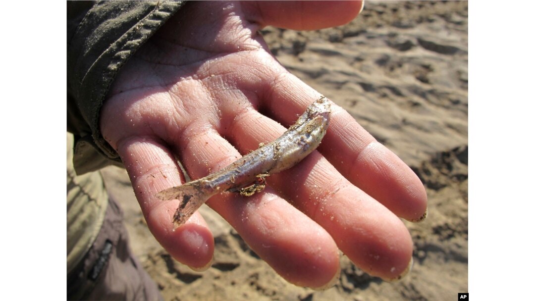 FILE - In this June 19, 2013 file photo, U.S. Fish and Wildlife Service biologist Angela James holds a dead Rio Grande silvery minnow that was found in the riverbed during a salvage trip near Socorro, N.M. (AP Photo/Susan Montoya Bryan, File)