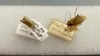 Study Explores History of Cockroaches