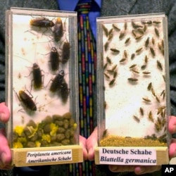 FILE - A new study, published Monday, May 20, in the journal Proceedings of the National Academy of Sciences, tracks how cockroaches spread around the globe to become the survival experts we know today. (AP Photo/Hermann J. Knippertz, File)