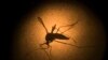 La OPS señala la importancia de crear políticas de protección contra el aumento de enfermedades provocadas por mosquitos en las Américas.