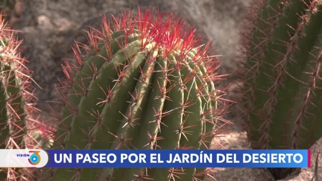 Jardín botánico de Phoenix, hogar del estudio y la conservación de la flora desértica 