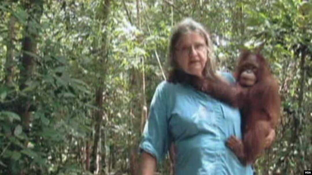 Nuestros entrenadores llevan a los orangutanes al bosque todos los días y les permiten que ellos se enseñen los unos a los otros, explica Biruté Mary Galdikas.