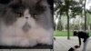 哈尔滨三只宠物猫染新冠病毒被安乐死引社媒愤怒