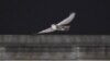 Birdwatchers Flock for Glimpse of Rare Snowy Owl in US Capital