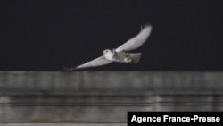 A snowy owl flies above Union Station in Washington, DC, on Jan. 13, 2022. 