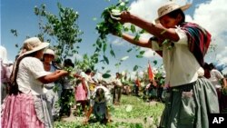 Afganistán se consolidó como el lugar de origen del 90% del opio ilícito a nivel mundial, mientras que latinoamérica produce un 95% de las drogas ilícitas que llegan a EE.UU.