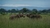 FILE - Two young elephants play in Mikumi National Park, Tanzania, March 20, 2018. 
