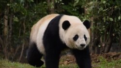 Baban Bei Bei