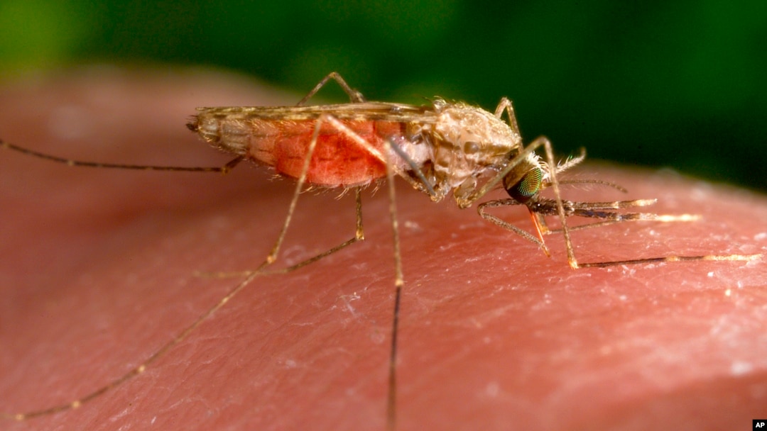 ARCHIVO - Fotografía de 2014 facilitada por los Centros para el Control y la Prevención de Enfermedades de EEUU que muestra una hembra del mosquito Anopheles gambiae mientras se alimenta.