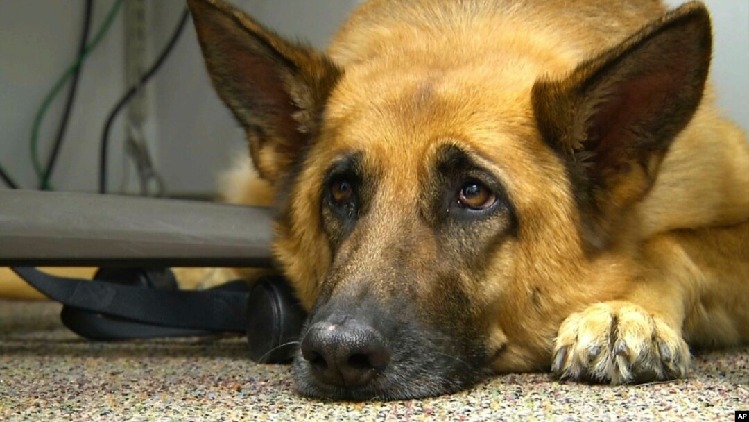 This Feb. 18, 2014 file photo shows Lexy, a therapy dog at Fort Bragg, N.C. (AP Photo/Alex Sanz, File)