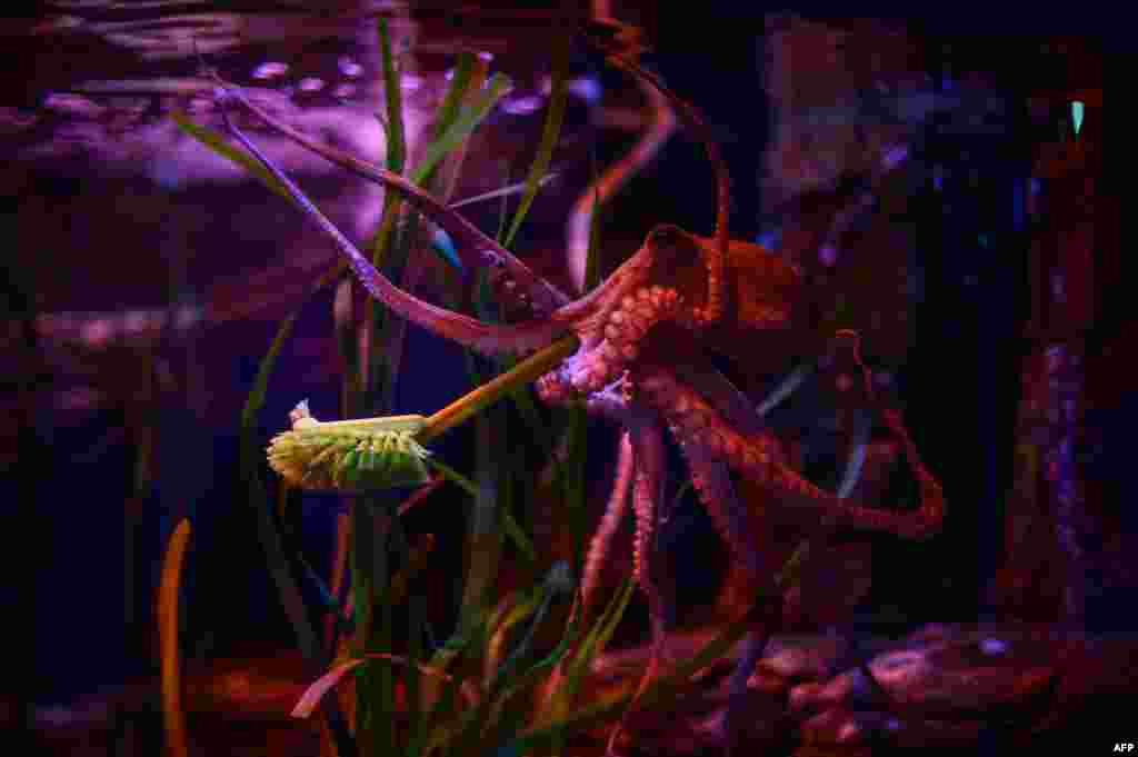 An octopus holds a cleaning brush during a publicity stunt at Berlin&#39;s Sealife aquarium on June 4, 2020, as the center prepares to reopen to the public on June 6, 2020, amid the coronavirus pandemic.