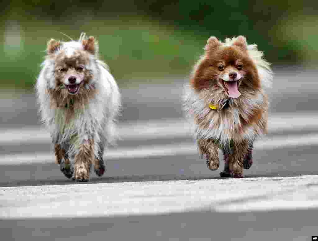 Two dogs walk on the tarmac of a former U.S. military airbase in Frankfurt, Germany.