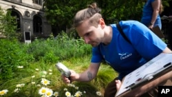 Adrian Hirschmueller of the environment organization Nature And Biodiversity Conservation Union counts beetles in central Berlin, Germany, on May 23, 2024. (AP Photo/Markus Schreiber)