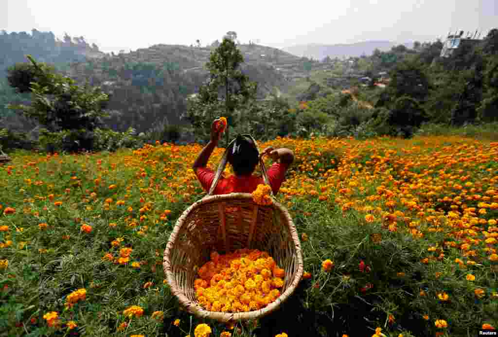 Wata mata na tsikar furanni domin ta siyar da su a kasuwar bikin Diwali a Nepal 