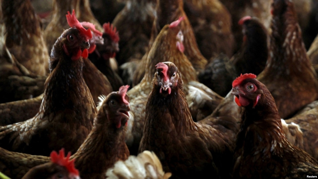 ARHIVA: Piletina sa kontaminirane farme gde je izbio ptičji grip u selu Modeste na Obali slonovače, 14. avgusta 2015. (Foto: REUTERS/Luc Gnago)