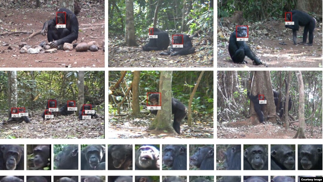 The study by Oxford University researchers used facial recognition technology to collect data on chimpanzees in the wild. (Photo credit: Kyoto University, Primate Research Institute)