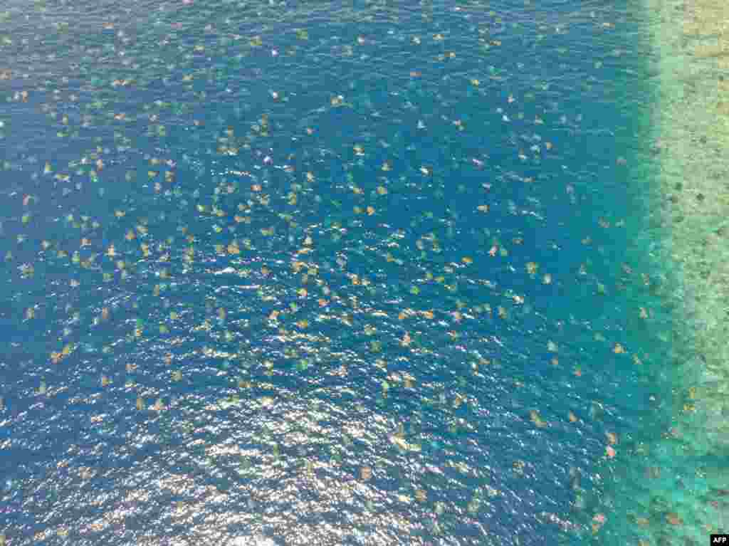 In this undated handout picture taken from a drone by the Great Barrier Reef Foundation and Queensland Government shows green turtles nesting on at the world&rsquo;s largest green turtle rookery on Raine Island, a remote vegetated coral cay situated 620 km northwest of Cairns.