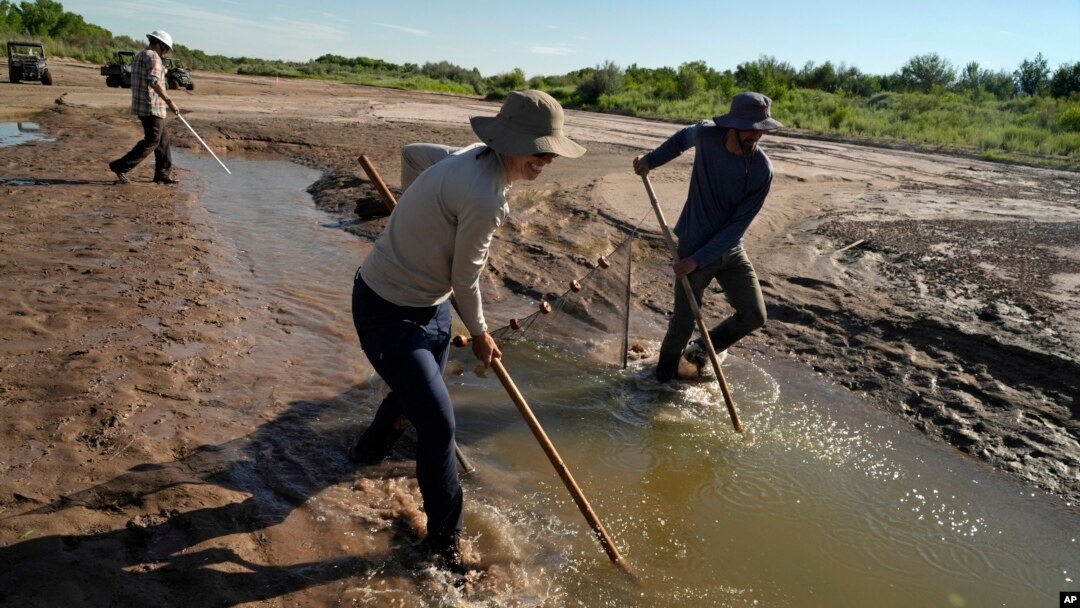 Fish biologists work to rescue the endangered Rio Grande silvery minnows from pools of water in the dry Rio Grande riverbed Tuesday, July 26, 2022, in Albuquerque, N.M. (AP Photo/Brittany Peterson)