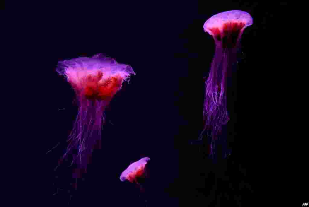 Lion's mane jellyfish swim in their display tank at Sea Life Melbourne Aqaurium in Melbourne, as the aquarium readies itself to open to the public due to a relaxation in Australia's COVID-19 coronavirus lockdown rules.