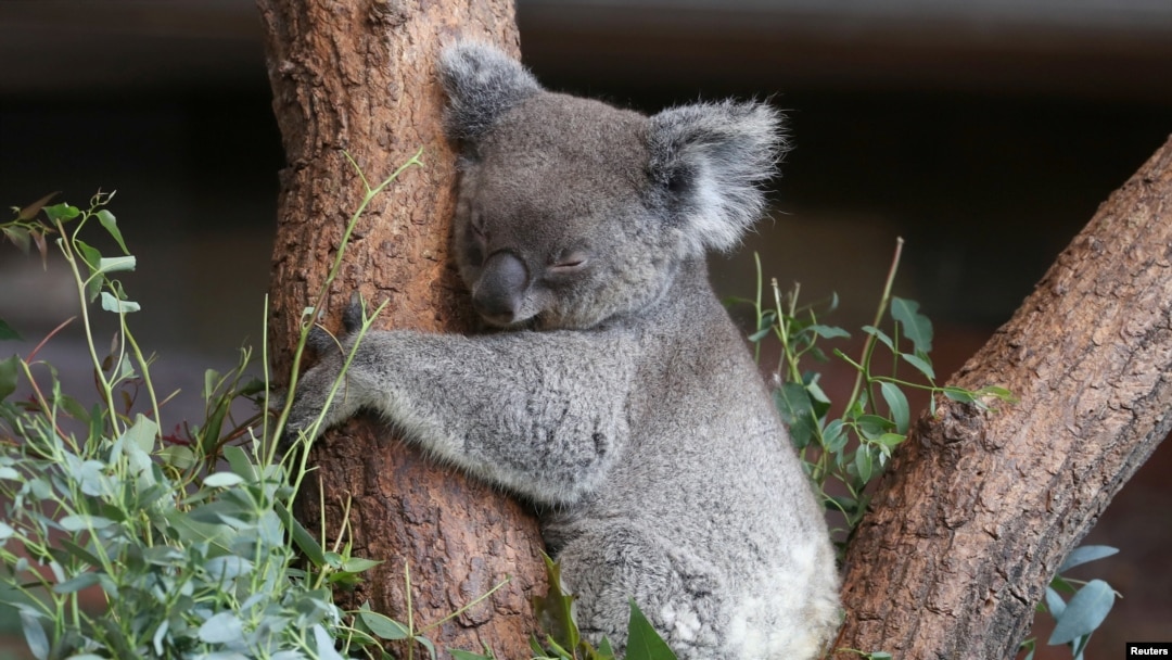 A koala bear named Maisy sleeps in a tree at a zoo in Zurich, Switzerland, July 2019. (Photo REUTERS/Arnd Wiegman)