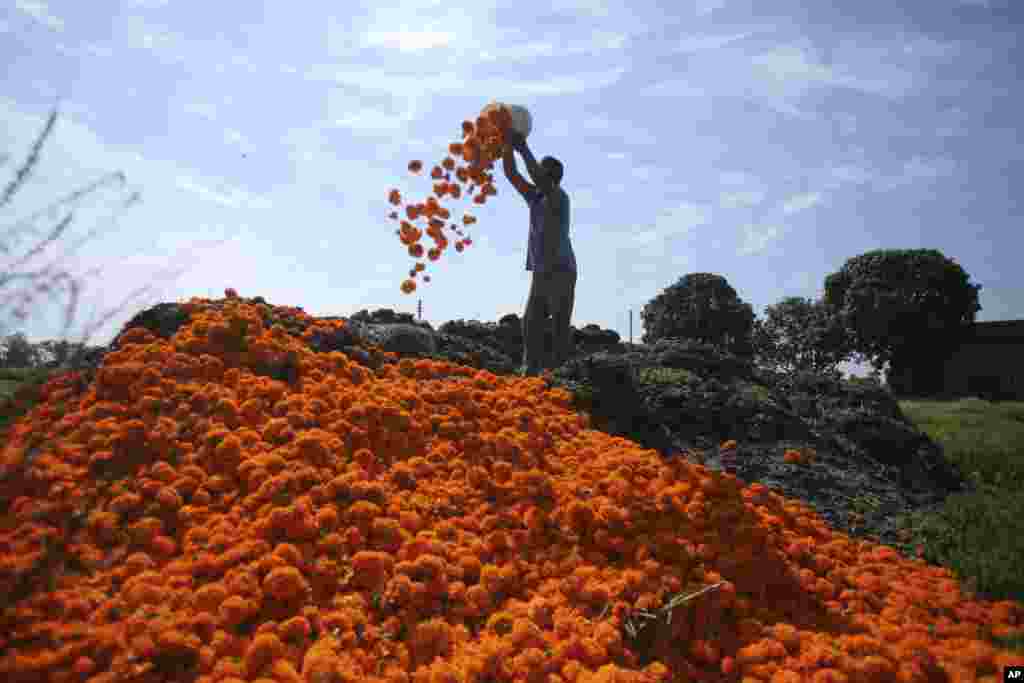 A farmer dumps marigold flowers in his farm on the outskirts of Jammu, India.
