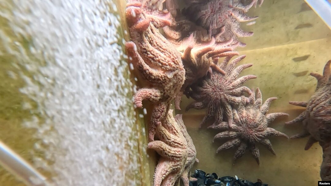 Sunflower sea stars seen in an enclosure at University of Wasington’s Friday Harbor Marine Lab in Friday Harbor, Washington, U.S., February 11, 2023. (REUTERS/Matt Mills McKnight)