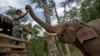 Asian Elephants Reported at Risk from Chinese Demand for Skin
