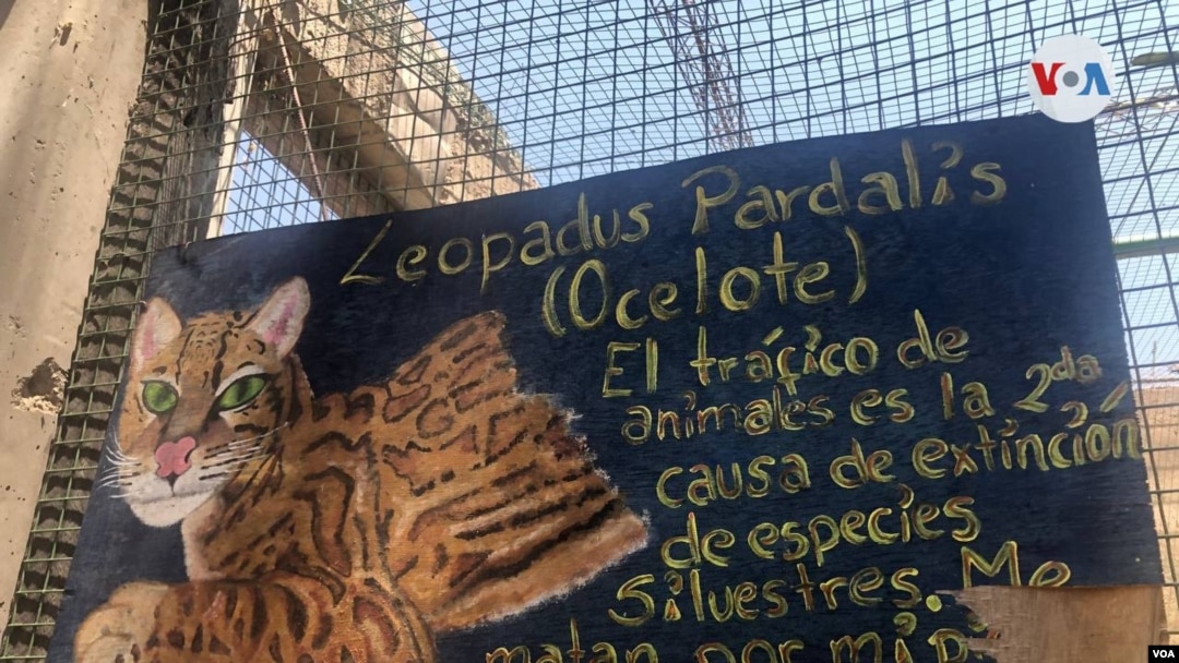 Agroflori, un refugio para especies silvestres y en peligro de extinción. [Foto VOA/Fabiola Chambi].