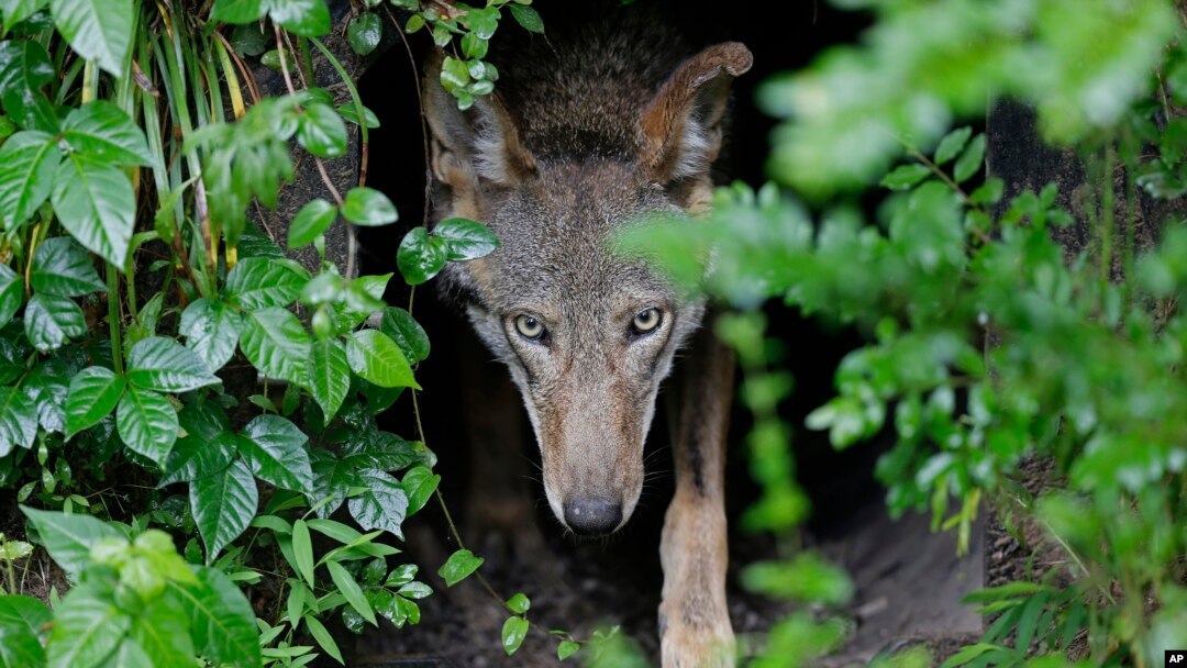 In this Monday, May 13, 2019 file photo, a female red wolf emerges from her den sheltering newborn pups at the Museum of Life and Science in Durham, N.C. (AP Photo/Gerry Broome)