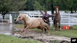 Un hombre mueve sus caballos para evitar la inundación provocada por las lluvias de Florence en Lumberton, Carolina del Norte el domingo 16 de septiembre de 2018,