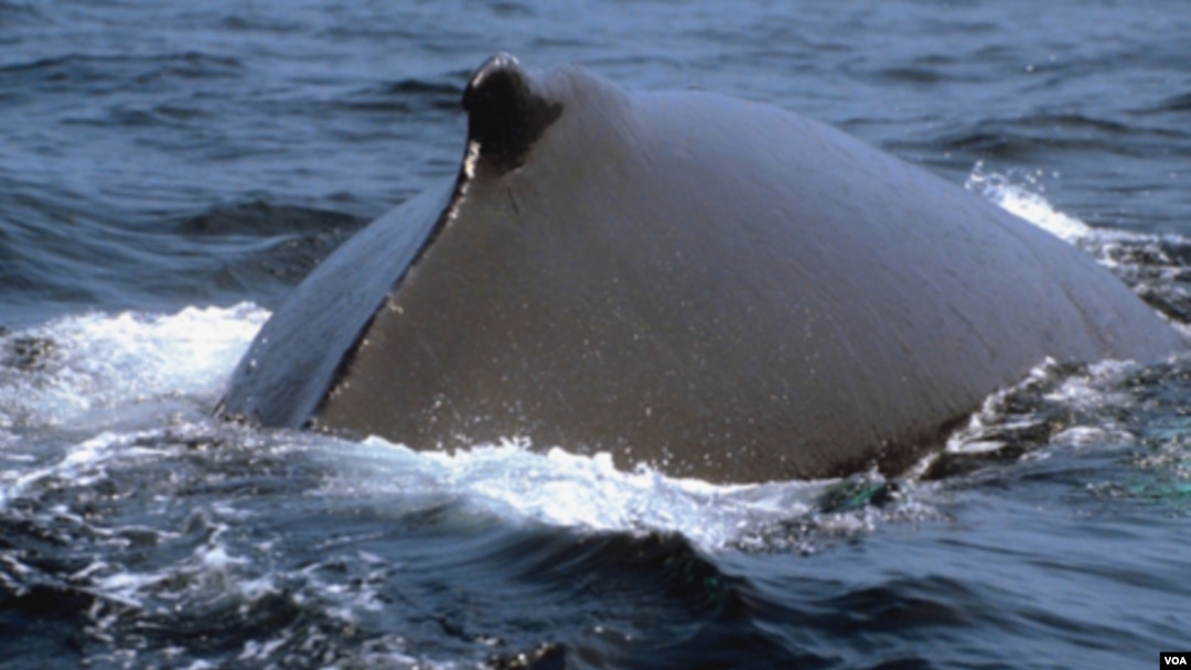 El estudio dice que la contaminación auditiva oceánica provocada por los seres humanos puede sofocar la comunicación entre las ballenas.