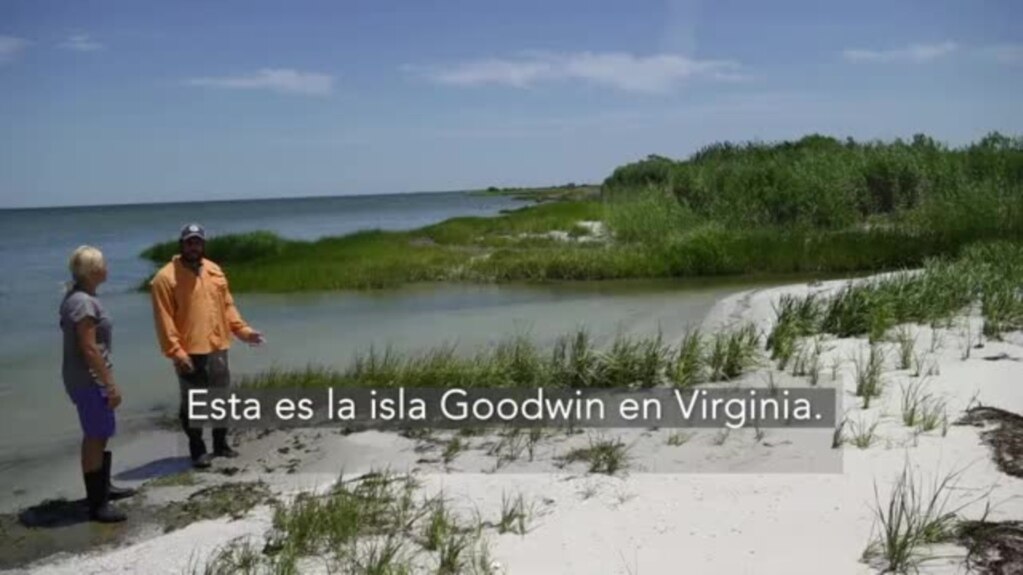 Costas vs Cambio climático: Científicos buscan contrarrestar el cambio climático en Virginia-versión larga
