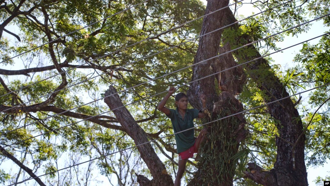 ရခိုင်ပြည်နယ်၊ သံတွဲမြို့တွင် လျှပ်စစ်ဓာတ်အားလိုင်းကိုကိုင်၍ သစ်ပင်ခုတ်နေသူတဦး။ အောက်တိုဘာ ၁၇၊ ၂၀၁၅။