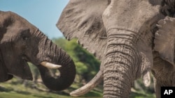 Tembo katika hifadhi ya wanyama Botswana