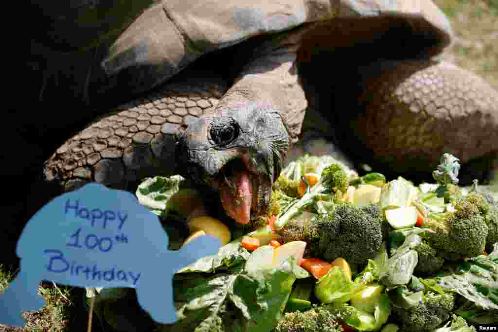 Tuki, an Aldabra Giant tortoise, eats a cake made of vegetables as he celebrates his 100th birthday at Faruk Yalcin Zoo in Darica, 60 kilometers east of Istanbul, Turkey.