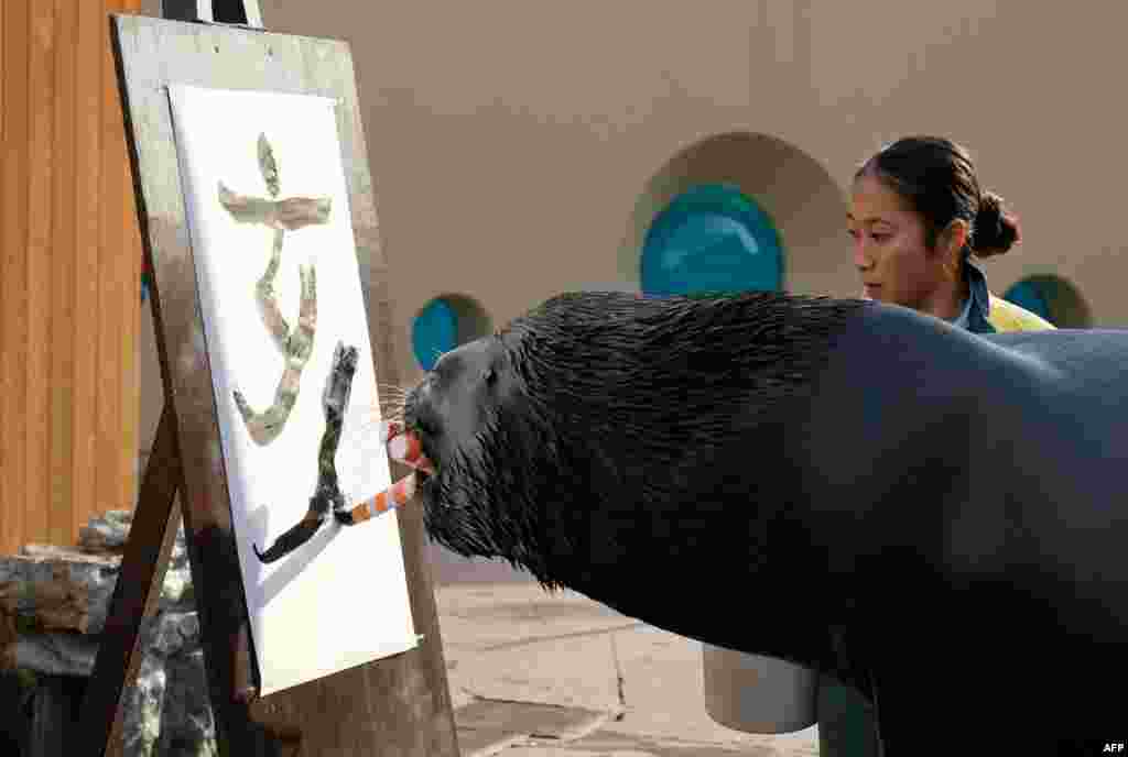 在东京郊区横滨的八景岛海洋天堂水族馆，一头14岁海狮（sea lion）写&ldquo;亥&rdquo;字，迎接猪年。（2018年12月26日）