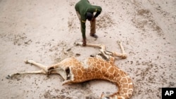 Mohamed Mohamud, askari wa wanyama pori kutoka Hifadhi ya Wanyamapori ya Sabuli, akiangalia mzoga wa twiga aliyekufa kutokana na njaa karibu na kijiji cha Matana, Kaunti ya Wajir, Kenya, Oct. 25, 2021. 