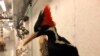 US Proposes 23 Species Be Labeled as Extinct 